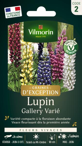 Fleurs - Lupin Gallery - Graines d'Exception - PACKAGING_RECTO